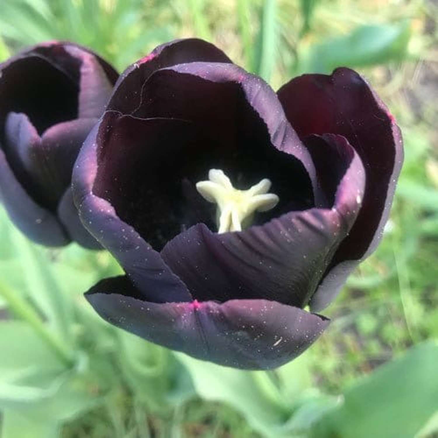 Tulip 'Queen of Night'